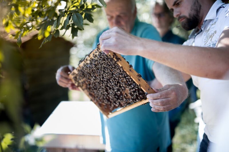Mellifera
